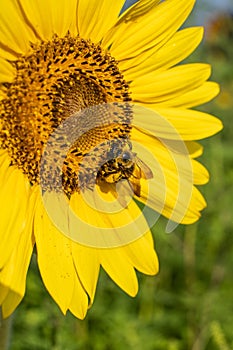 Close-up of bumblebee collecting pollen on sunflower