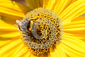 Bumblebee pollenise yellow flower