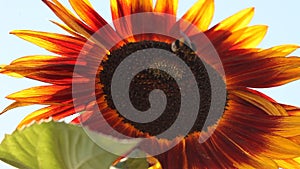 Close-up of a bumblebee doing pollination on a sunflower