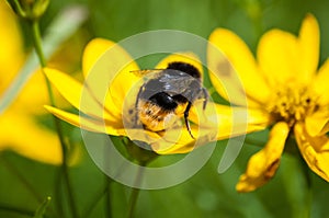 Close-up of bumblebee drinking nectar from yellow wildflower on meadow