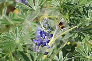 Close-up of a bumblebee flying near a Lupine blue flower (Lupinus) in green background