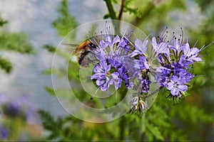 Close up of a bumblebee gathering nectar on a purple blooming flower