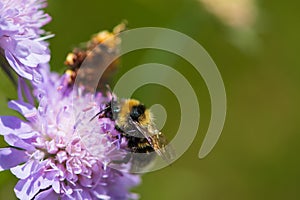 Close up Bumblebee hovering or nectaring at purple flower of scabiosa in alpine meadow in summer