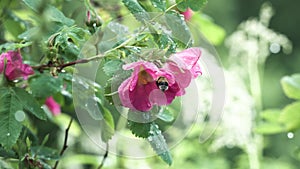 Close up of bumblebee in a pink flower of a dogrose in the summer city park. Stock footage. Natural background of wild