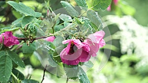 Close up of bumblebee in a pink flower of a dogrose in the summer city park. Stock footage. Natural background of wild