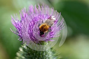Close up of a bumblebee on a pink thistle flower