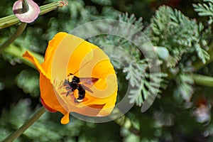 Close up of Bumblebee pollinating a California Poppy Eschscholzia californica, San Jose, south San Francisco bay, San Jose,