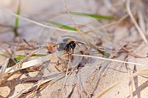 Bumblebee on the sand