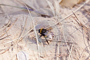 Bumblebee on the sand