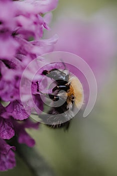 Close-up of a bumblebee sitting on a purple flower