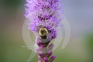 Close up of a Bumblebee sitting on a purple Liatris flower in the summer in Wisconsin