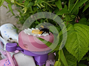 A close up of a bumblebee sitting on a take daisy flower bike bell photo