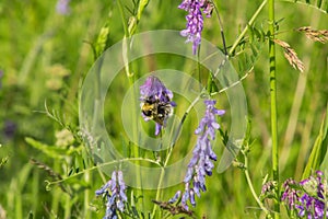 Close up bumblebee on Vicia cracca flower