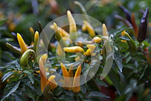 AjiÂ­ amarillo peppers photo