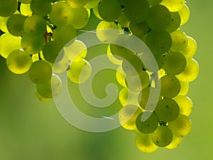 Zelený víno hrozno 