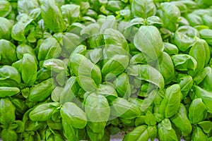 Close up of a bunch of basil. Aromatic herbs. Cuisine. Healthy eating and lifestyle