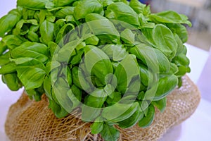 Close up of a bunch of basil in the basket. Aromatic herbs. Cuisine. Healthy eating and lifestyle