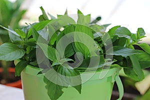 Close-up of a bunch of basil leaves in a plastic bucket for eating.