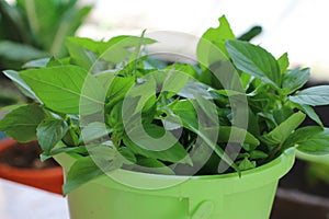 Close-up of a bunch of basil leaves in a plastic bucket for eating.