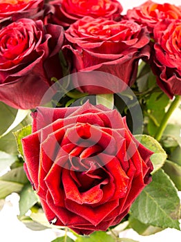 Close up of a Bunch of beautiful dark red roses
