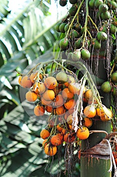 Close up of Bunch Betel nut on a palm tree photo