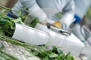 Close up of bunch of blossoming beautiful roses bouquets, empaqued inside of a flower plant