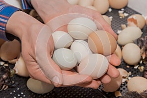 Close-up of a bunch of chicken hatching eggs with chicks inside against the background of an incubator and eggshell