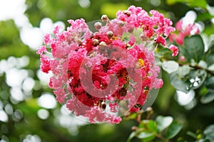 A close-up of  bunch of Coral Pink Sioux Crape Myrtle Flowers.