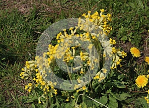 Close up of a bunch of cowslips, primula veris
