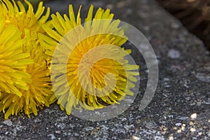 Close up bunch of dandelions