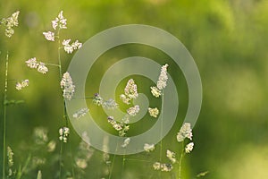 a close up of a bunch of flowers in a field of grass with blurry background of grass and trees