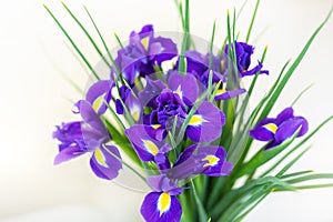 Close-up bunch of fresh beautiful purple and yellow irises flower bouquet on white background. Floral blossoming plant