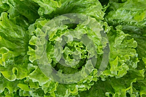 Close up bunch of fresh, green batavia lettuce salad. Crinkled leaves bio crop food, farm garden vegetable. Organic vegan and