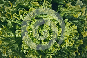 Close up bunch of fresh, green batavia lettuce salad. Crinkled leaves bio crop food, farm garden vegetable. Organic vegan and