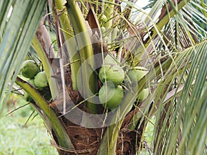 Close-up bunch of fresh green coconut Clusters on palm tree, fruit nature background