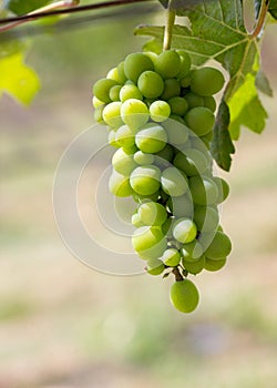 Close up Bunch of fresh green grapes. Green sunny leaves on the background.In the garden