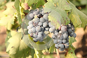 Close up Bunch of fresh green grapes on the vine with green leaves in vineyard