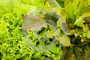 Close up Bunch of fresh green lettuce view from above
