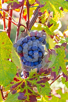 Close up of a bunch of grapes in Burgundy region, France