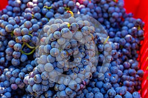 Close up of a bunch of grapes in Burgundy region, France