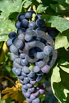 Close-up of bunch of grapes of red tempranillo grapes photo