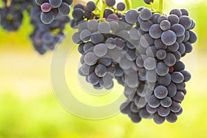 Close-up of a bunch of grapes of red wine in a vineyard