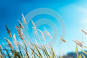 Close up of bunch of grass with blue sky in the background. Generative AI