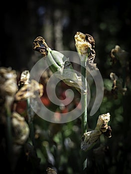 Iris seed pods after bloom in garden photo
