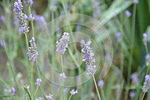 Close up of bunch of lavender flowers in blossom