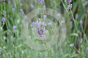 Close up of bunch of lavender flowers in blossom