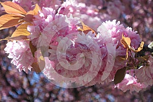 Close-up bunch of pink cherry blossom flowers photo