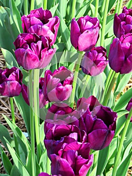 Close-up on a bunch of purple tulips