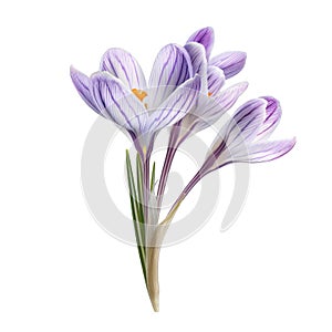 Close-up of a Bunch of Purple and White Crocuses