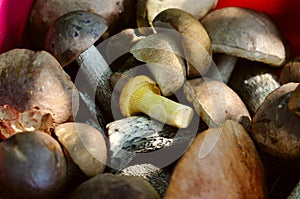 Close-up of a bunch of raw fresh eatable mushrooms photo